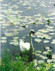 teena-swan-1.jpg