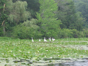 whiteheron2.jpg