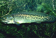 bowfin.jpg